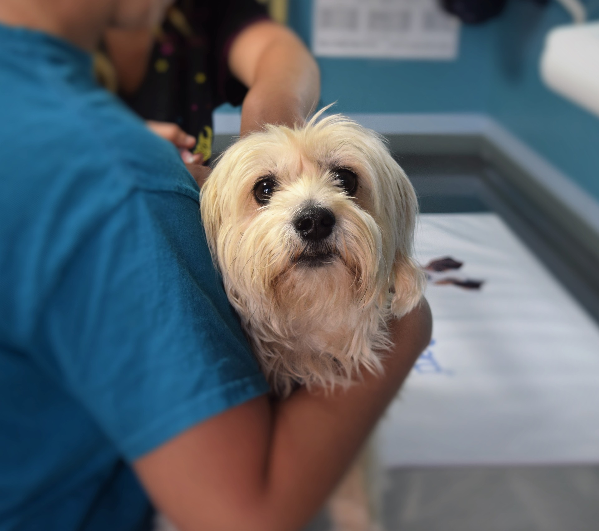 fluffy white dog looking at the camera being held by a vet tech